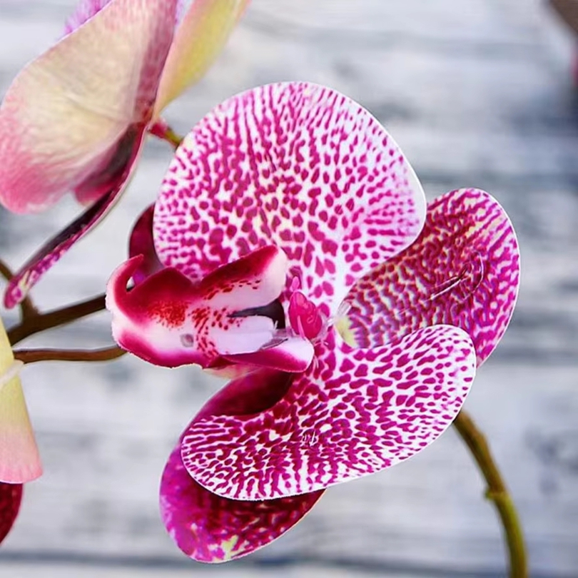 3D Künstliche Blumen Kunststof – Smart Garden Storage Bewertung und Preis