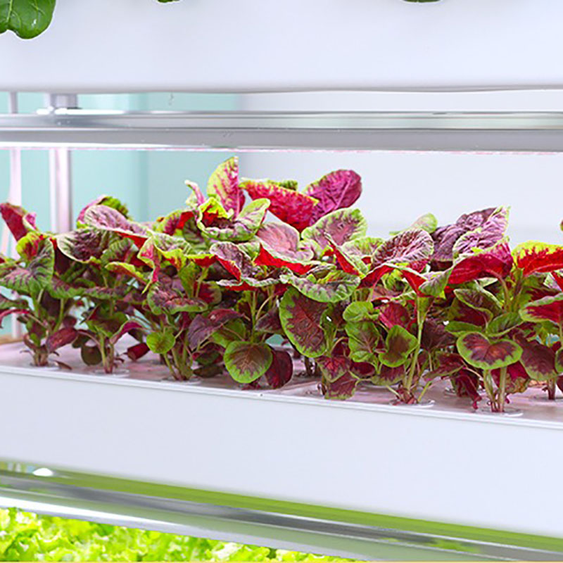 Hydrokultur-Anbausystem, verti – Smart Garden Vertical Bewertung und Preis